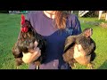 How to make your own Chicken Breed 🐔