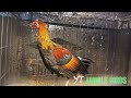 6 month old Red Jungle Fowl Hybrid | 6 Hli Qaib Qus Txuam Tsoov