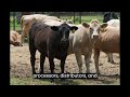 How to Start a Feedlot Business | Free Feedlot Business Plan Template Included