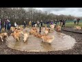 Golden Retriever meet up #goldenretriever