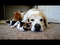 Video 34: CUTENESS OVERLOAD!! A dog sleeping with his KITTENS