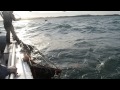 Great White Sharks in South Africa!