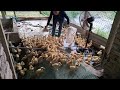 The ducks innocently frolic during their first encounter with water and a warm dinner