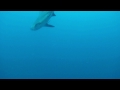 Bull shark attack go pro HD camera 130ft off Jupiter Inlet