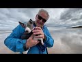 Week One With Whippet Puppy Rosie