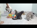 You Laugh You Lose😹🐶Funniest Dogs and Cats 2024😍