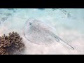 FLYING OVER MALDIVES (4K UHD)- Relaxing Music Along With Beautiful Nature Videos - 4K Video Ultra HD