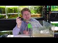 How to Culture Live Blackworms - Best Live Food for Adult Fish