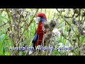Australian Wildlife Series - Birds - Parrots and Rosellas