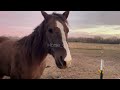 Rudy music video ~ Diamonds | Horse_CrZy