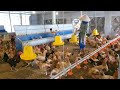 Chickens Lay Eggs, Raising Egg Laying Chickens, Chicken Farm Life