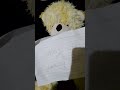 Stuffy the Teddy Bear
