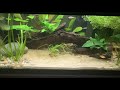 15 Gallon and 10 Gallon Low Tech Planted Tanks
