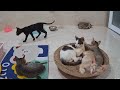 Funniest Animals 2024 😂 Best Funny Cats and Dogs 😻🐶 Part 01 | Cute Baby Animals