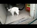 Random cat video [Part 1?]