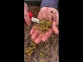 Grow your own Sphagnum moss