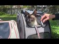 Siamese Cat Walk - A day in the park with my family.