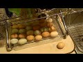 Video 2 of cleaning the eggs