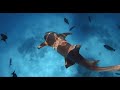 Amazing Wildlife & Underwater Ocean Animal Adventures, World's Most Dangerous Sharks MEGA EPISODE