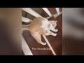 Guilty Dog and cat is so funny🤣🦮Try Not to Laugh🐶2024 Part 15