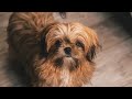 8 Different Types of Shih Tzu and How You can Identify Them?