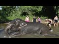 Chiang Mai Elephant Jungle Sanctuary 2019