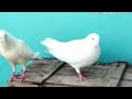 150 ரூபாய்க்கு அருமையான புறா || normal pigeon video