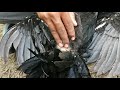 This video is just for you if you are laying your chicken egg or not.