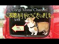 ２０２２初 doggy BOX1月号　開封してみたよ～【コーギー犬モナ102】