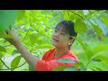 AMAZING HARVESTING AMBARELLA goes to the market sell, Gardening And Cooking||LÝ TRIỆU CA
