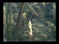 Bugs of the Underworld: Caddisfly