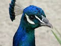 Peacock Up Close