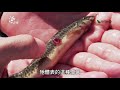 【外來種入侵】全面入侵：台灣原生魚種的威脅？！(我們的島 第1034集 2019-12-16)