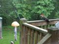 Pileated Woodpecker on deck - surprise ending!!