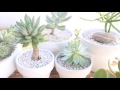 DIY Succulent & Cactus Potting Soil