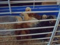 Young Chicks in a Pen