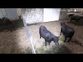 Autumn Oaks DFMEP: Cow-Calf Beef Farming Tutorial