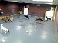 Doggie Day Care Poo Fest
