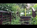 The cool sound of rain on the Rose of Sharon flower stairs, white noise asmr