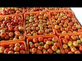 टमाटर की खेती | tamatar ki kheti | A to Z जानकारी | Step By Step Guide Tomato Farming