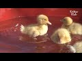 Abandoned Ducklings Rely On Their New Mother Which Is A Chicken?! | Kritter Klub