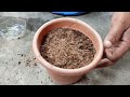 इलायची के पौधे को घर में कैसे उगाएँ | How to Grow Elaichi at Home | Cardamom Plant grow at home