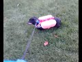 Chili in a hot dog costume (Old) cute dog video