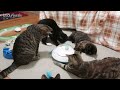Cats For Cats To Watch - TWO HOURS! - Cat Videos * Cats Playing * Entertainment For Cats - S6 E80