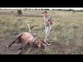 Bull elk taken with recurve bow