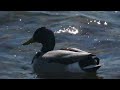 Mallard Duck Swimming in Lake Ontario Video