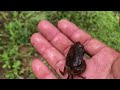 hunting predatory water insects‼️catch giant water bugs,diving beetles,black crabs