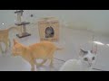 IMPOSSIBLE TRY NOT TO LAUGH 😹🤣 Best Funniest Catss Video 2024 😹