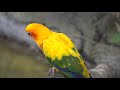 Nature Sounds, Sun Conure Parrot Sounds, Gray African Parrot Sounds - 1 hour - No Music