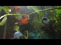 Aquarium/Fish Tank 11/13/2020